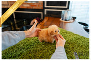 Rolly Teacup Puppies (Purchased by Verbitzky)Peach - Poodle. F.