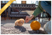 Rolly Teacup Puppies (Purchased by Verbitzky)Peach - Poodle. F.