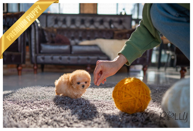 Rolly Teacup Puppies (Purchased by Verbitzky)Peach - Poodle. F.