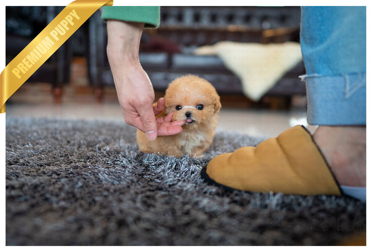 Rolly Teacup Puppies (Purchased by Verbitzky)Peach - Poodle. F.