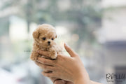 Rolly Teacup Puppies (SOLD to Avalos)Peanut - Poodle. M.