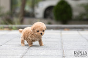Rolly Teacup Puppies (SOLD to Avalos)Peanut - Poodle. M.