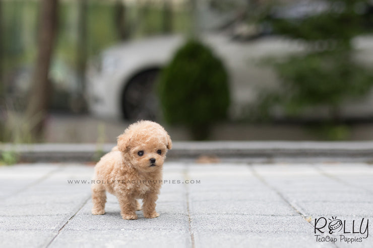 Rolly Teacup Puppies (SOLD to Avalos)Peanut - Poodle. M.