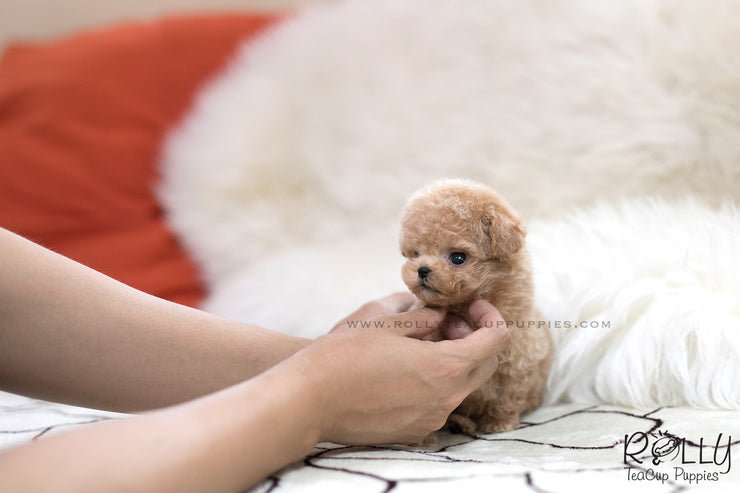 Rolly Teacup Puppies (SOLD to Avalos)Peanut - Poodle. M.