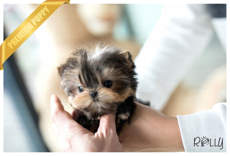 Rolly Teacup Puppies (Purchased by Tim) Peanut - Yorkie. M.