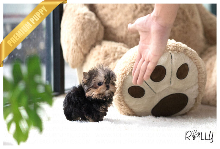 Rolly Teacup Puppies (Purchased by Tim) Peanut - Yorkie. M.