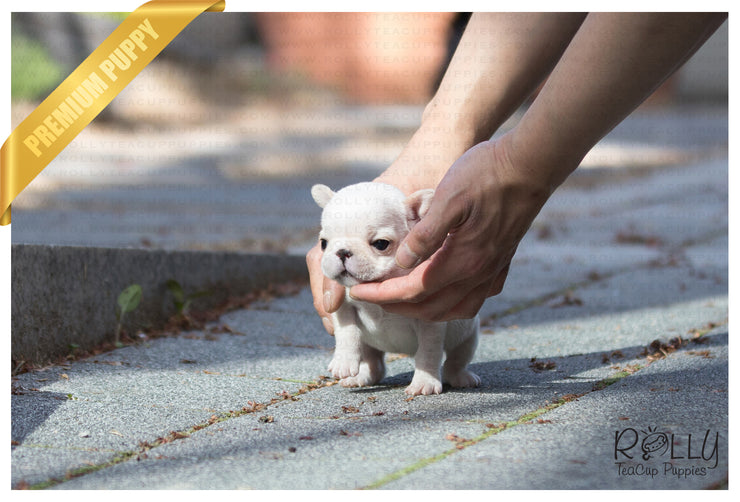 Rolly Teacup Puppies (SOLD to Johnson) Pearl - French. F.