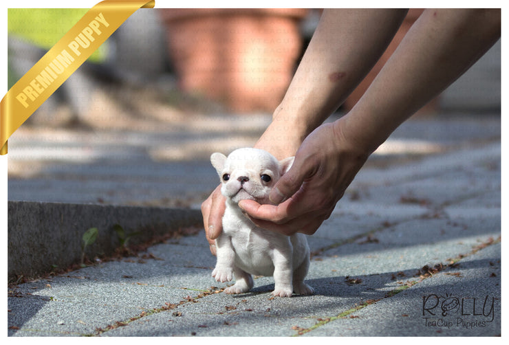 Rolly Teacup Puppies (SOLD to Johnson) Pearl - French. F.