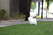 Rolly Teacup Puppies (Purchased by Cojab) Pearl - Pomeranian. F.