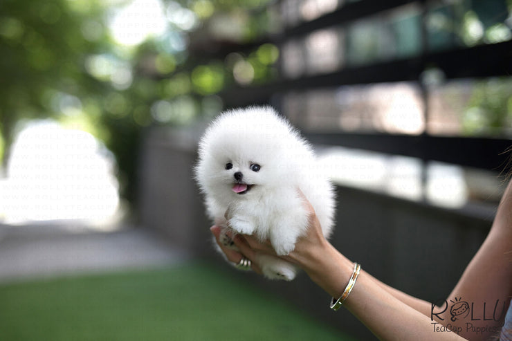 Rolly Teacup Puppies (Purchased by Cojab) Pearl - Pomeranian. F.