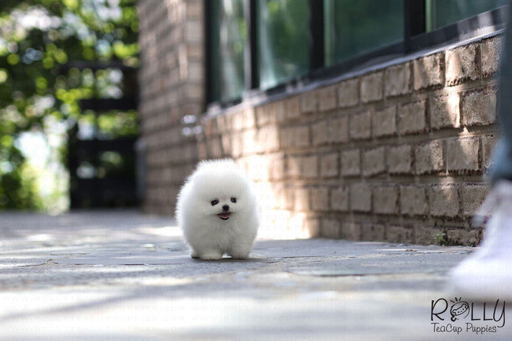 Rolly Teacup Puppies (Purchased by Cojab) Pearl - Pomeranian. F.