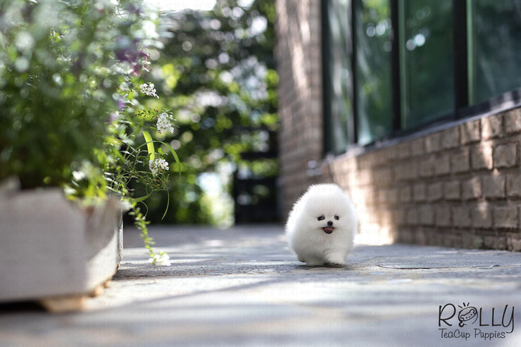 Rolly Teacup Puppies (Purchased by Cojab) Pearl - Pomeranian. F.