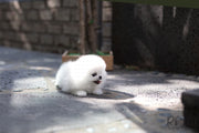 Rolly Teacup Puppies (Purchased by Cojab) Pearl - Pomeranian. F.