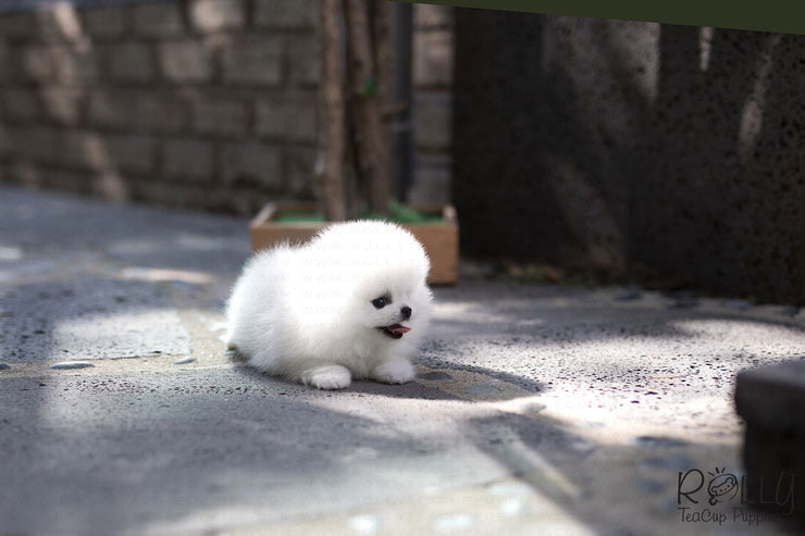 Rolly Teacup Puppies (Purchased by Cojab) Pearl - Pomeranian. F.