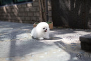 Rolly Teacup Puppies (Purchased by Cojab) Pearl - Pomeranian. F.