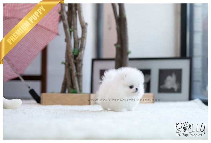 Rolly Teacup Puppies (SOLD to Alanzi) Pearl - Pomeranian. F.