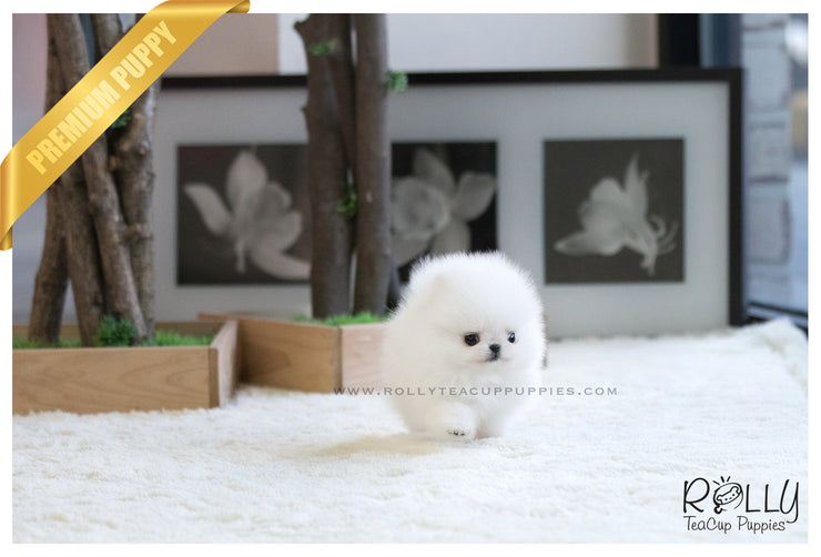 Rolly Teacup Puppies (SOLD to Alanzi) Pearl - Pomeranian. F.