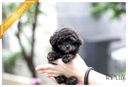 Rolly Teacup Puppies (Purchased by Ordorica) Pebbles - Poodle. F.