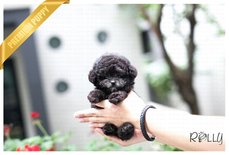 Rolly Teacup Puppies (Purchased by Ordorica) Pebbles - Poodle. F.