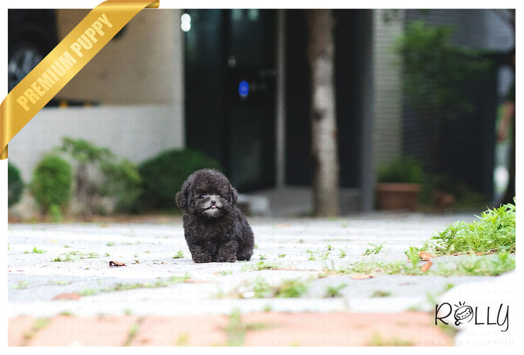 Rolly Teacup Puppies (Purchased by Ordorica) Pebbles - Poodle. F.