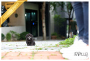Rolly Teacup Puppies (Purchased by Ordorica) Pebbles - Poodle. F.