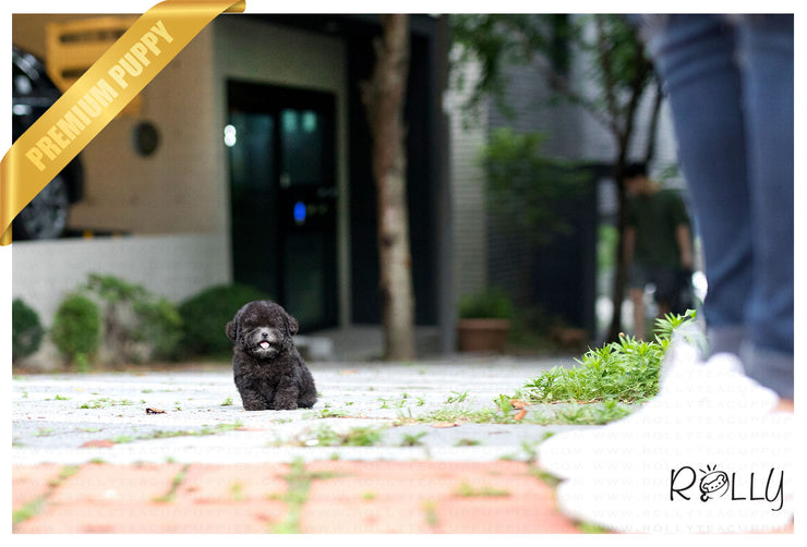 Rolly Teacup Puppies (Purchased by Ordorica) Pebbles - Poodle. F.
