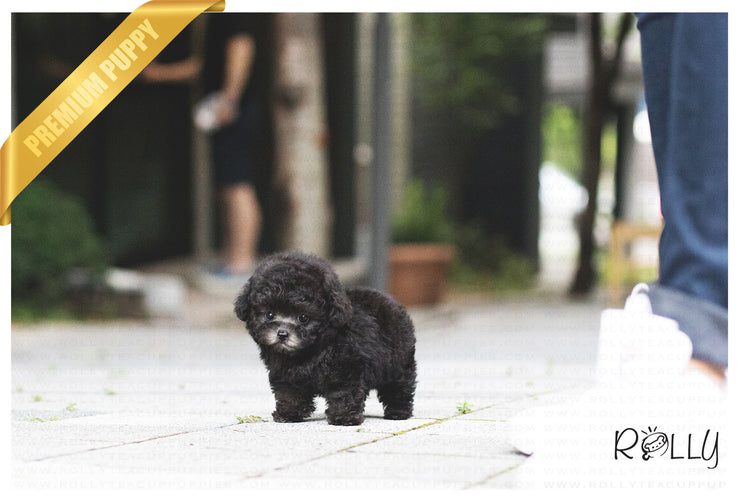 Rolly Teacup Puppies (Purchased by Ordorica) Pebbles - Poodle. F.