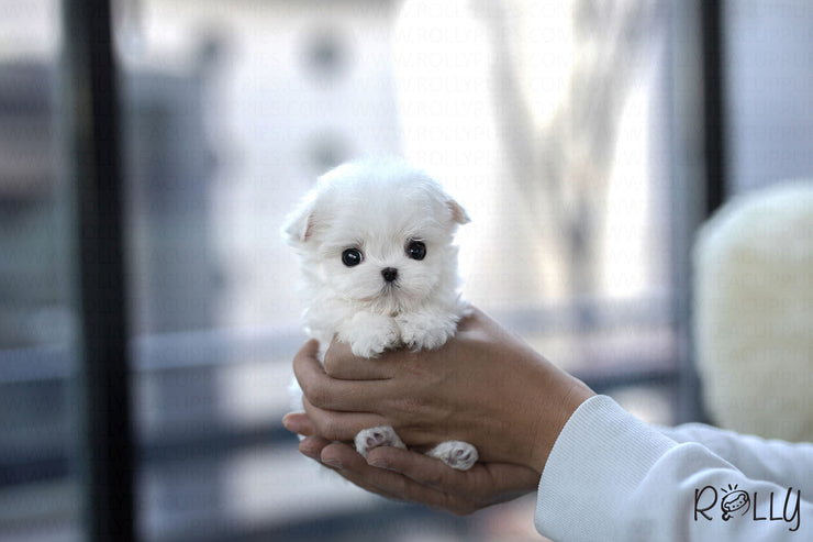 Rolly Teacup Puppies (Purchased by Andrea) Penelope - Maltese. F.