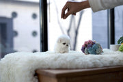 Rolly Teacup Puppies (Purchased by Andrea) Penelope - Maltese. F.