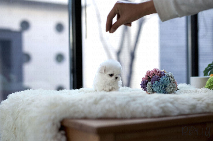 Rolly Teacup Puppies (Purchased by Andrea) Penelope - Maltese. F.