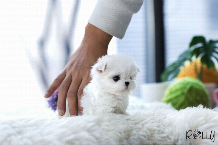 Rolly Teacup Puppies (Purchased by Andrea) Penelope - Maltese. F.