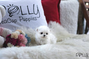 Rolly Teacup Puppies (Purchased by Andrea) Penelope - Maltese. F.