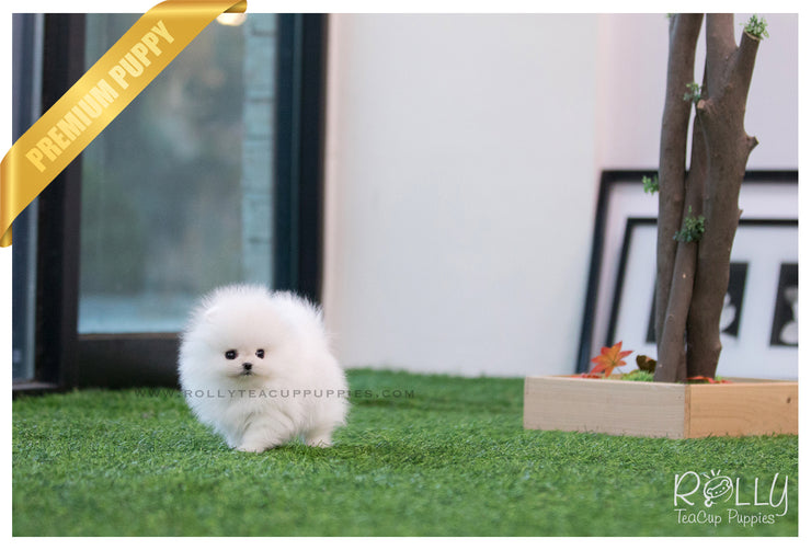 Rolly Teacup Puppies (SOLD to Arango) Penelope - Pomeranian. F.