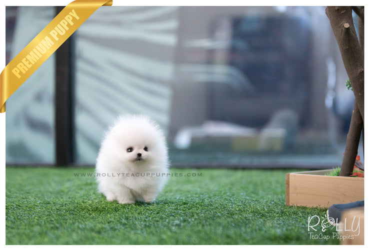 Rolly Teacup Puppies (SOLD to Arango) Penelope - Pomeranian. F.