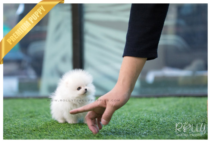Rolly Teacup Puppies (SOLD to Arango) Penelope - Pomeranian. F.