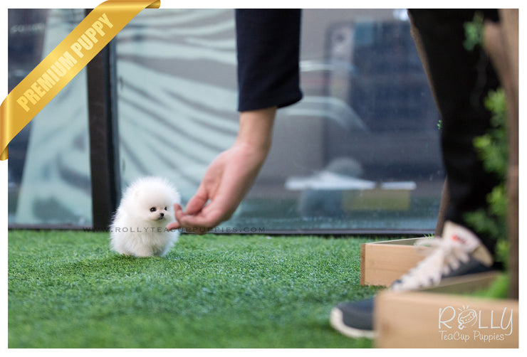 Rolly Teacup Puppies (SOLD to Arango) Penelope - Pomeranian. F.