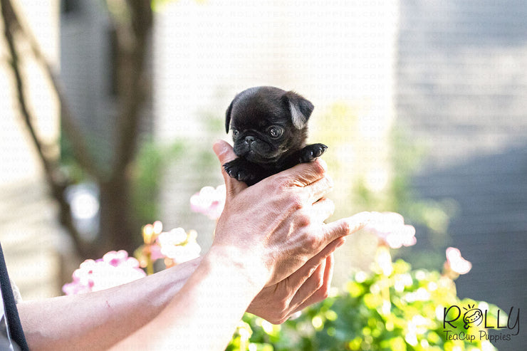 Rolly Teacup Puppies (SOLD to Arnold) Percy - Pug. F.