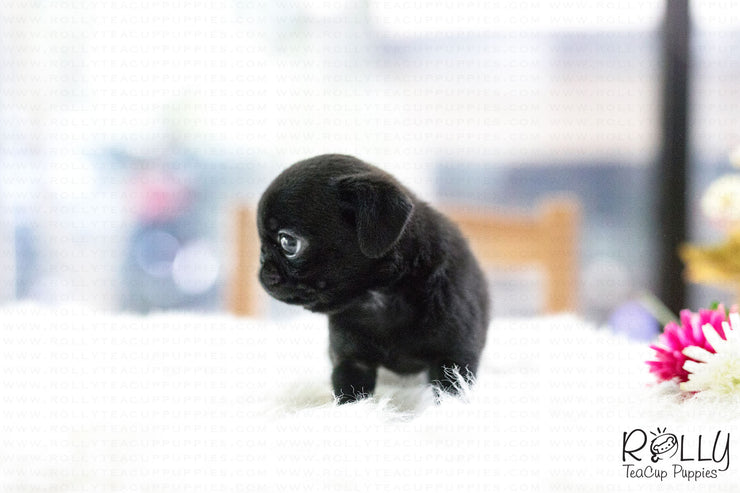 Rolly Teacup Puppies (SOLD to Arnold) Percy - Pug. F.