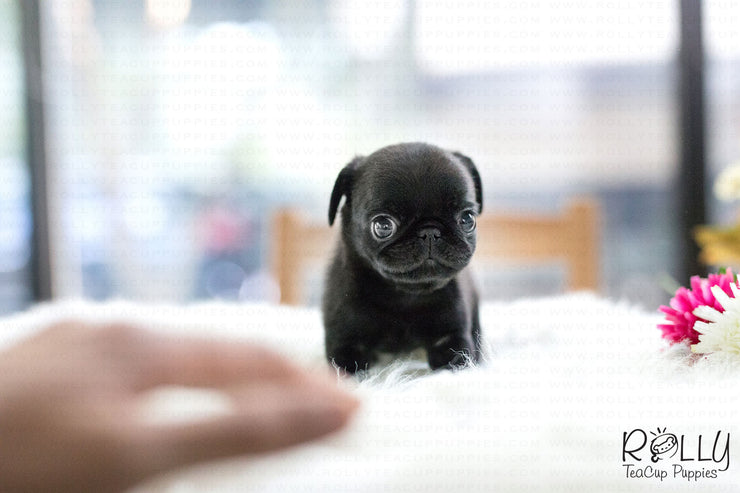 Rolly Teacup Puppies (SOLD to Arnold) Percy - Pug. F.