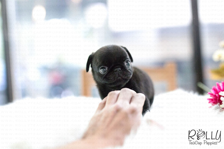 Rolly Teacup Puppies (SOLD to Arnold) Percy - Pug. F.