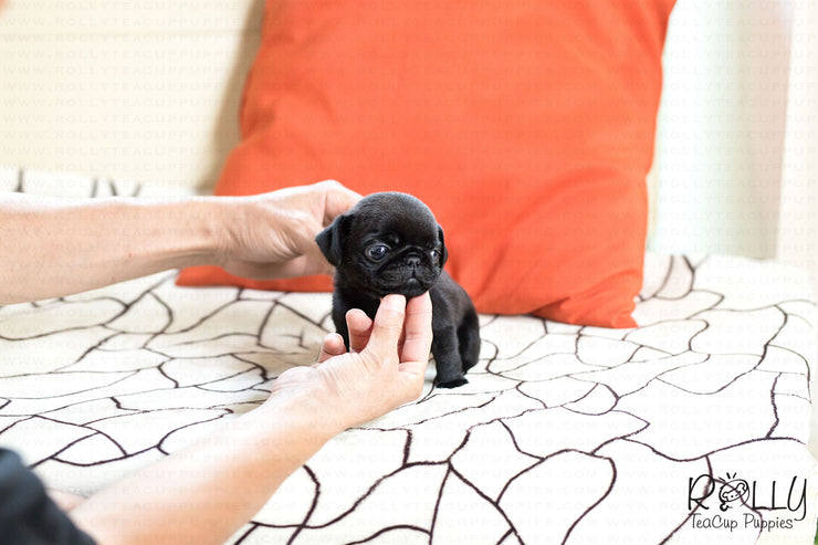 Rolly Teacup Puppies (SOLD to Arnold) Percy - Pug. F.