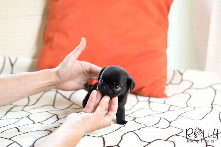 Rolly Teacup Puppies (SOLD to Arnold) Percy - Pug. F.