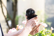 Rolly Teacup Puppies (SOLD to Arnold) Percy - Pug. F.