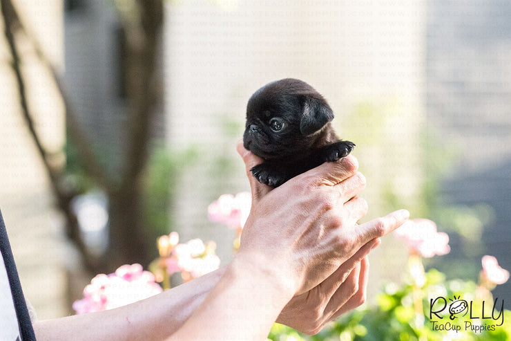 Rolly Teacup Puppies (SOLD to Arnold) Percy - Pug. F.