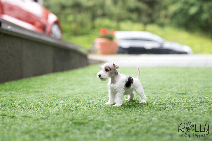 Rolly Teacup Puppies (SOLD to Jefferson) Pikachu - Fox Terrier. F.
