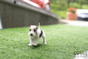 Rolly Teacup Puppies (SOLD to Jefferson) Pikachu - Fox Terrier. F.