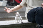 Rolly Teacup Puppies (SOLD to Jefferson) Pikachu - Fox Terrier. F.