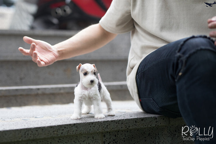 Rolly Teacup Puppies (SOLD to Jefferson) Pikachu - Fox Terrier. F.