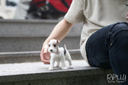 Rolly Teacup Puppies (SOLD to Jefferson) Pikachu - Fox Terrier. F.