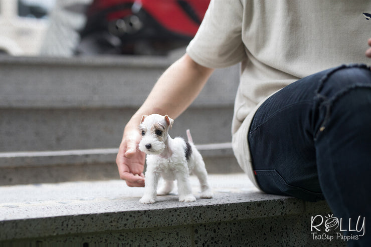 Rolly Teacup Puppies (SOLD to Jefferson) Pikachu - Fox Terrier. F.